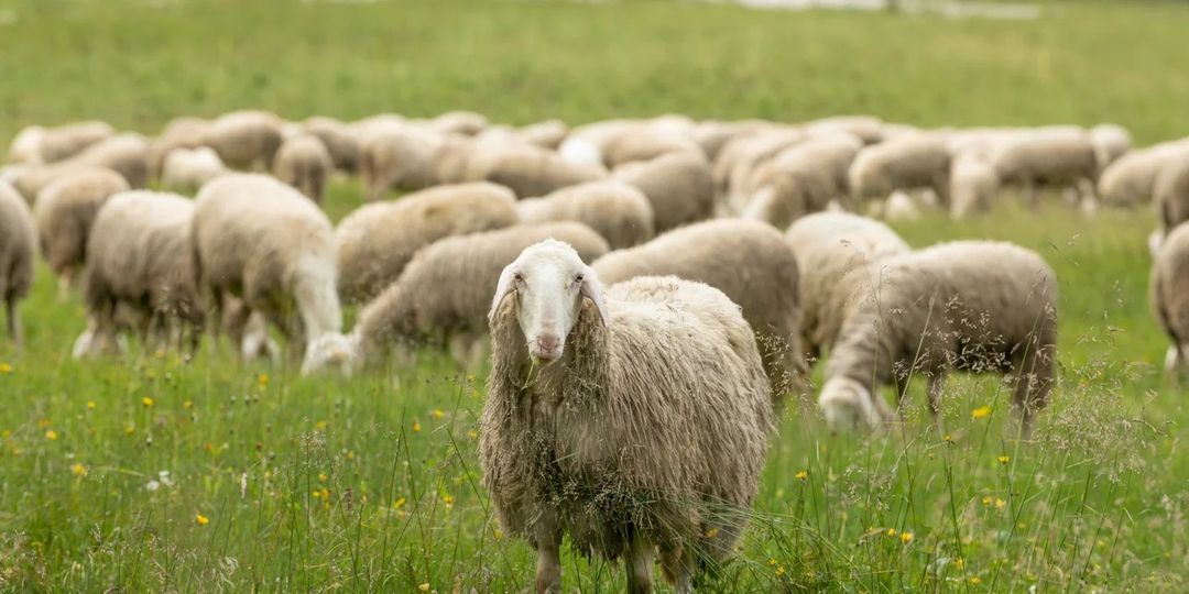 63 εκατ. ευρώ στους κτηνοτρόφους  λόγω εγκλεισμού και ζωονόσων – Μέχρι 14 ευρώ ανά ζώο στην Μαγνησία
