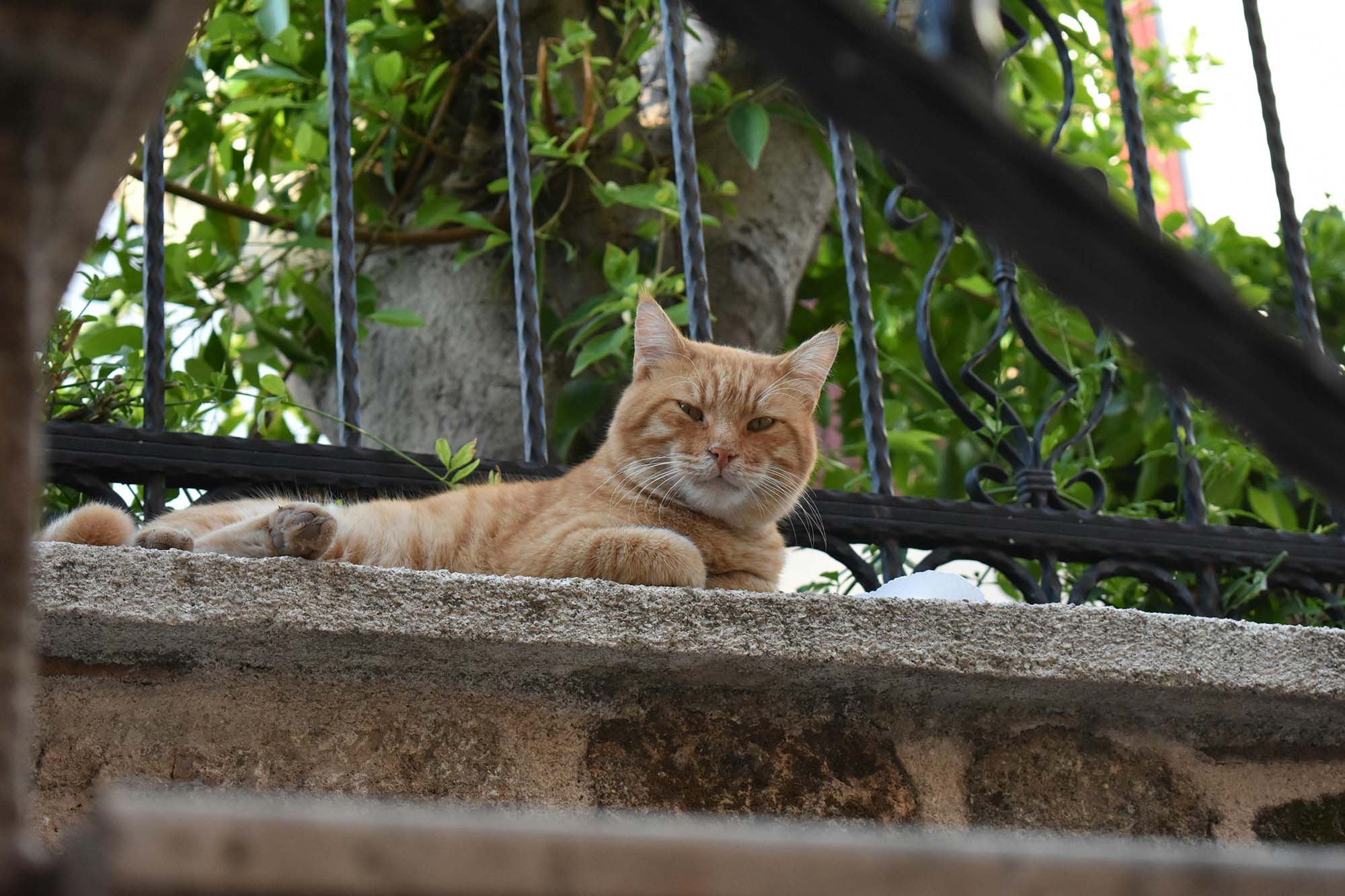 Δήμος Καρδίτσας: Δωρεάν προγράμματα ηλεκτρονικής σήμανσης και στείρωσης