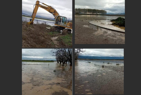Πλημμυρισμένα τα νέα δέντρα που φύτεψαν μετά τον Daniel στο Στεφανοβίκειο – Σε απόγνωση οι αγρότες