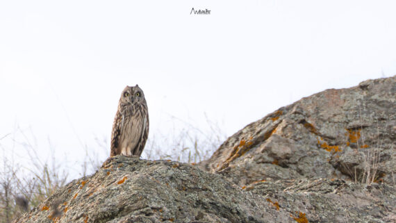 Βαλτόμπουφος και χρυσογέρακο: μοναδικές ερευνητικές στιγμές για τον Σύλλογο Ιερακοθηρίας στη λίμνη Κάρλα