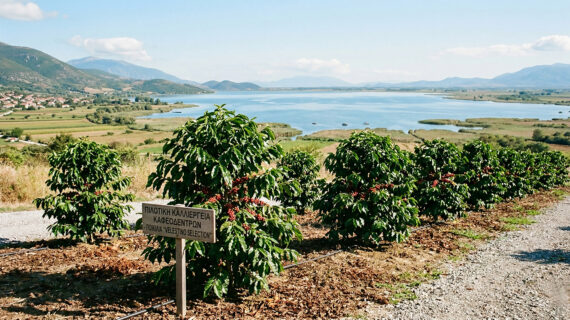 Φυτεύουν καφεόδεντρα στην Κάρλα – Επίδοξη η περιοχή ως η «Βραζιλία της Θεσσαλίας»